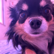 Profile Picture of Pingo🍅 (@pinguin-h9c) on Youtube