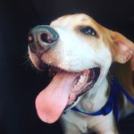 Profile Picture of Calvin “Good boy” Scarbrough (@inquirer_calvin) on Instagram