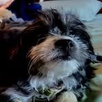 Profile Picture of Heather Scheck (@Heather-Scheck) on Facebook