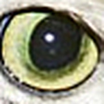 Profile Picture of Emily Covey (@emilycovey) on Flickr