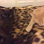 Profile Picture of Kate Burrows (@kateburrows20) on Instagram