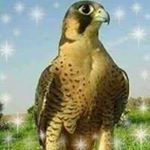 Profile Picture of Mounir Roki Fahim (@mourad.fahim.127) on Instagram