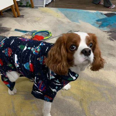 Profile Picture of King Charles Coin 🐶 (@CavalierCa) on Twitter