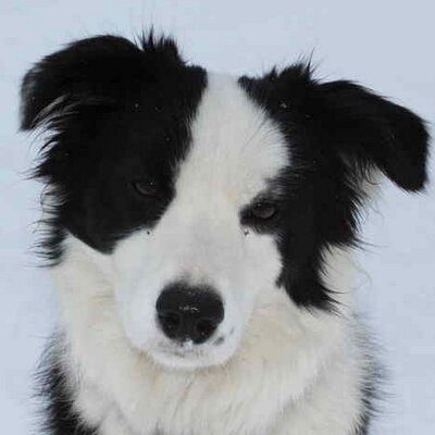 Profile Picture of Richard Mansfield (@richardmansfie3) on Twitter