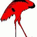 Profile Picture of Little Red Crane (Steven Wells) (@littleredcrane) on Pinterest