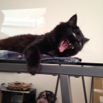 Profile Picture of Phyllis Collins Jurgess (@officialphyllisthecat) on Instagram