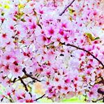 Profile Picture of 김미레 (@hybibleea_) on Instagram