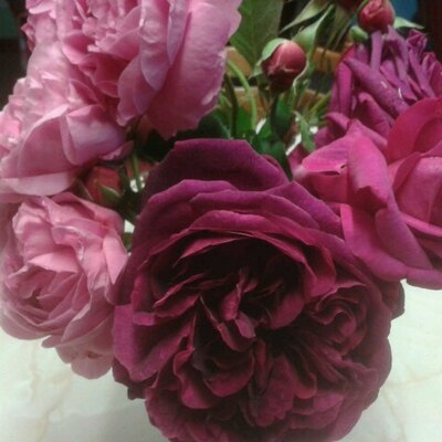 Profile Picture of Dawn Wheeler (@OTDawnW) on Twitter