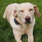 Profile Picture of carly wallace (@carly_wallace_the_dog) on Instagram