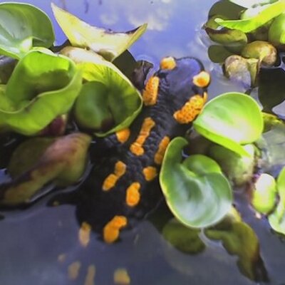 Profile Picture of Julia McCagonova (@JuliaEvaLotta) on Twitter