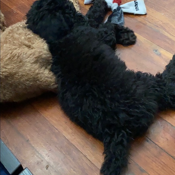 Profile Picture of Samuel Graham (@gramuel61) on Poshmark