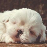 Profile Picture of amada chavez (@amada932) on Instagram