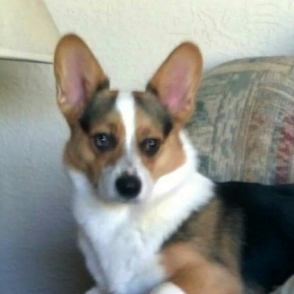 Profile Picture of Lorena Santek (@schatzi740) on Poshmark