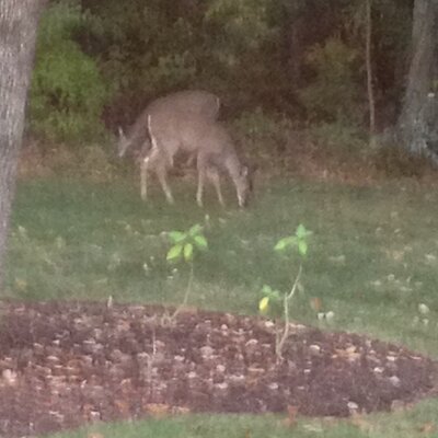 Profile Picture of Pam Harper (@harperpam) on Twitter