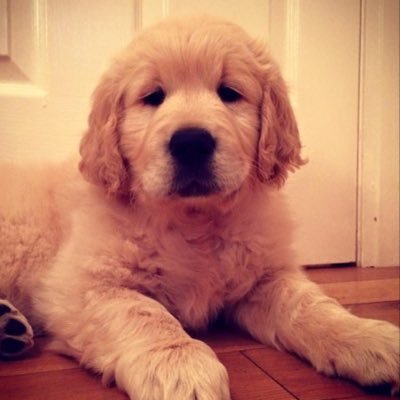 Profile Picture of MauritiusMeg (@ivy_booth) on Twitter