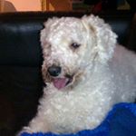 Profile Picture of Mark Bamonte (@mark.bamonte.90) on Instagram