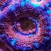 Profile Picture of High Country Corals LLC (@highcountrycorals) on Pinterest