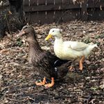 Profile Picture of Rudy & Luna? (@rudyandlunatheducks) on Instagram