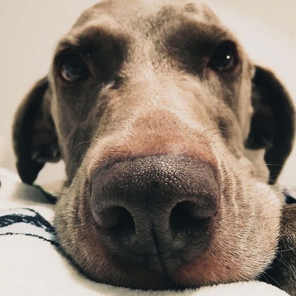 Profile Picture of Stephanie Laubacker (@swilcox1122) on Poshmark