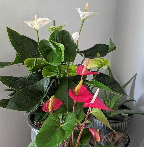 Profile Picture of Maria Mosqueda (@lumos) on Poshmark