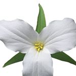 Profile Picture of Robyn Belyea (@belyearobyn) on Instagram