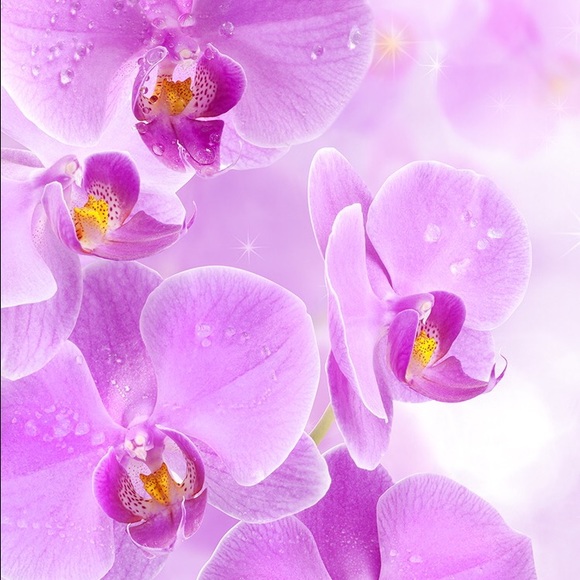 Diane Dylinski - Poshmark Profile Picture of Diane Dylinski (@dmdylinski) on Poshmark