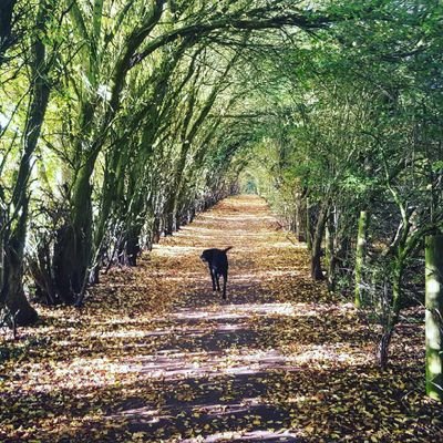 Profile Picture of Andrew Brunswick (@Andrewbrunswic2) on Twitter