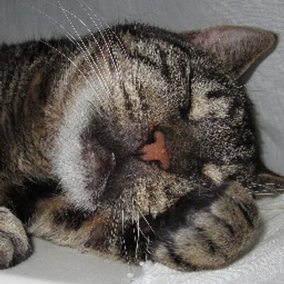 Profile Picture of Kleine Knip (@PeterPa49762884) on Twitter