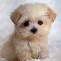 Profile Picture of Alyssa Mancuso (@alyssa-mancuso-6) on Quora