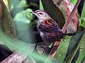 Pallas's grasshopper warbler - Wikipedia - Wikipedia Profile Picture of Pallas's grasshopper warbler - Wikipediaon Wikipedia