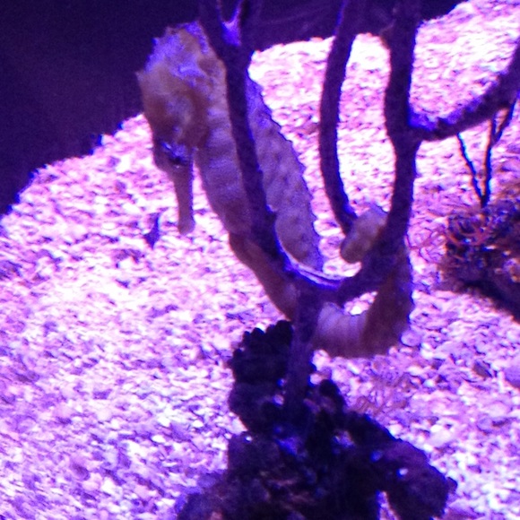 Profile Picture of Amy Wheary (@awheary) on Poshmark