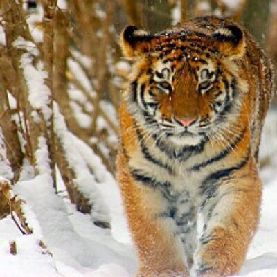 Profile Picture of Chris Cirillo (@ccirillo2013) on Twitter