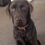 Profile Picture of Kylee (@kyleecrooker) on Instagram