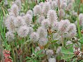 Trifolium arvense - Wikipedia Profile Picture of Trifolium arvenseon Wikipedia