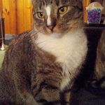 Profile Picture of Tracey Tavares (@tripleclicka) on Instagram