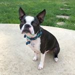 Profile Picture of Eugene Bean (@a_boston_named_eugene_bean) on Instagram