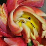 Profile Picture of chris santangelo (@coachsanta) on Instagram