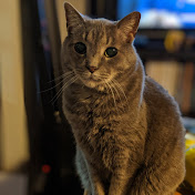 Profile Picture of Mitchell Snow (@mitchellsnow9882) on Youtube