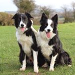 Profile Picture of Jenson & George (@thebordercolliebros) on Instagram