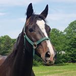 Profile Picture of Cody (@cody_the_quirky_horse) on Instagram