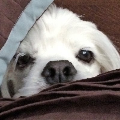 Profile Picture of Thomas Moritz (@ThomasMoritz9) on Twitter