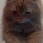 Profile Picture of Efrail Himalaya (@efrailcanhimalaya) on Instagram