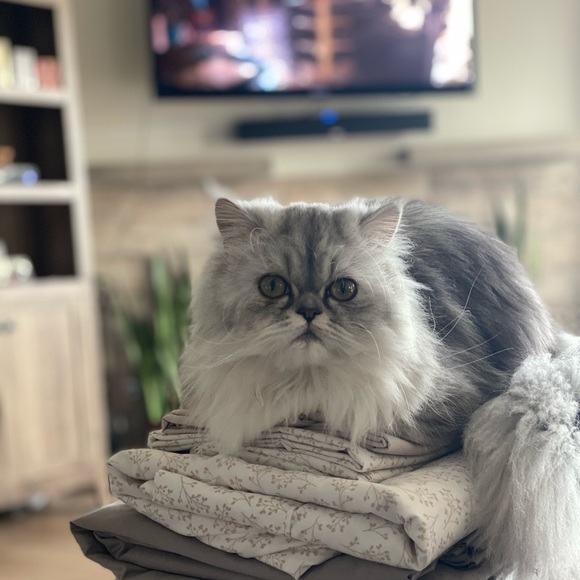 Profile Picture of Janielle Maloney-habecker (@windmillchill) on Poshmark