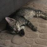Profile Picture of Vilma (@ovilmadpkat) on Instagram