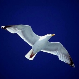 Profile Picture of Weldon Morgan (@sirius57) on Myspace