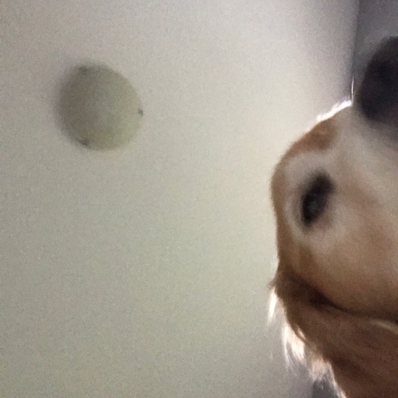 Profile Picture of Maddy Caflisch (@laceymaddy) on Poshmark