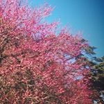 Profile Picture of misaki (@wesawfhheiiloyghi) on Instagram