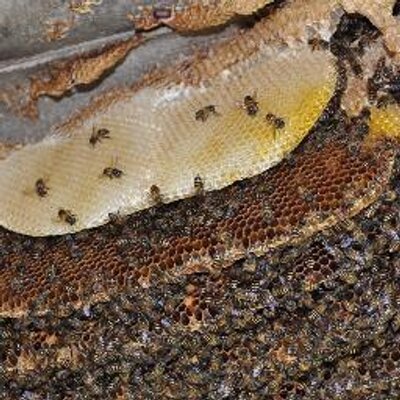 Profile Picture of Robert Foo (@foosurat) on Twitter