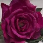 Profile Picture of George Stathakis (@bankiler) on Instagram