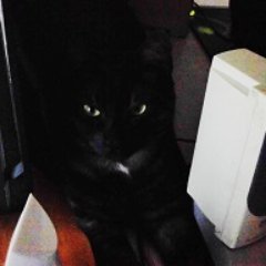 Profile Picture of Massimo Prandini (@MassimoHergedef) on Twitter